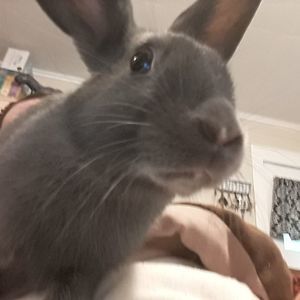 Meet your Posher, Angel n tim